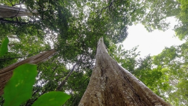 Carbon credit trading floor in Vietnam is expected to operate in 2028